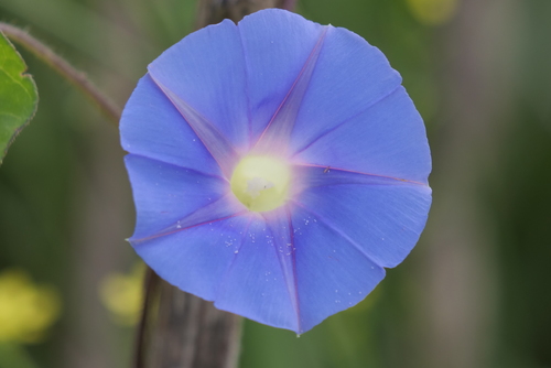 Ipomoea nil (Ivy morning glory) — photo