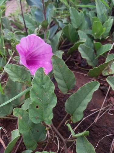 Ipomoea oblongata (Morning glory) — photo