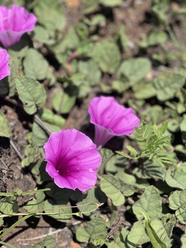 Ipomoea oblongata (Morning glory) — photo