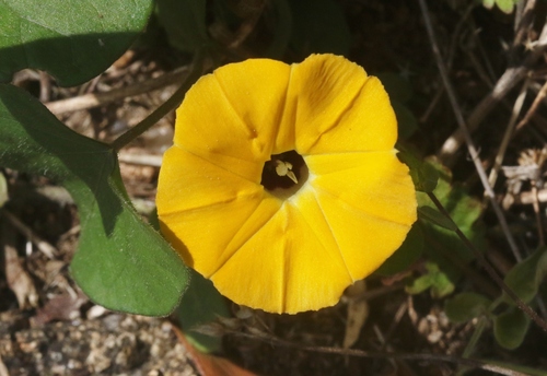 Ipomoea obscura (Yellow ipomoea) — photo