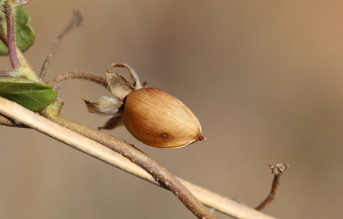 Ipomoea obscura (Yellow ipomoea) — photo