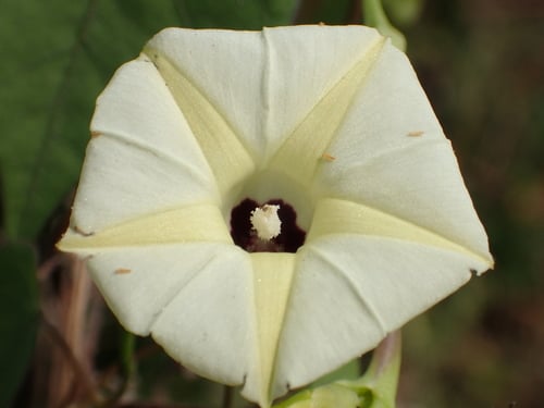 Ipomoea obscura
