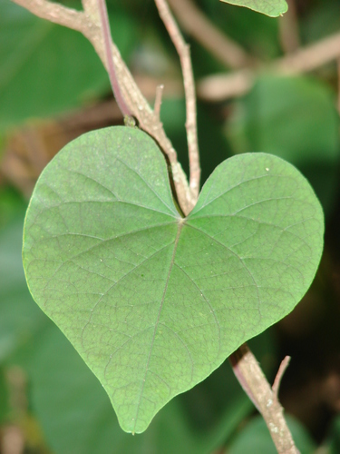 Ipomoea ochracea (Yellow morning glory) — photo