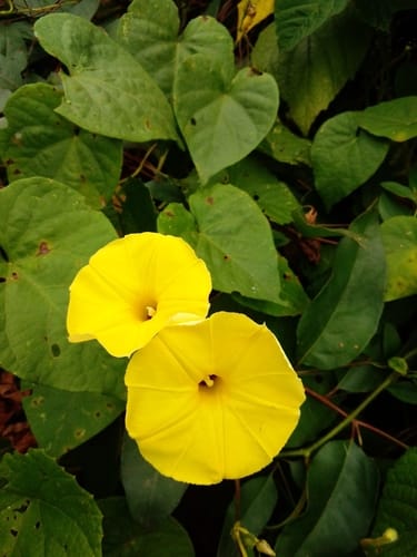 Ipomoea ochracea (Yellow morning glory) — photo