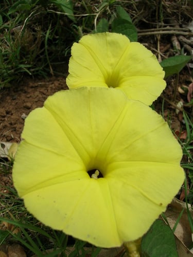 Ipomoea ochracea