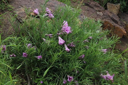 Ipomoea oenotheroides — photo