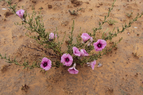 Ipomoea oenotheroides