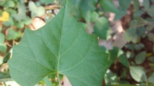 Ipomoea papilio (Morning glory) — photo