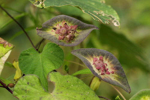 Ipomoea pileata (Grassland ipomoea) — photo