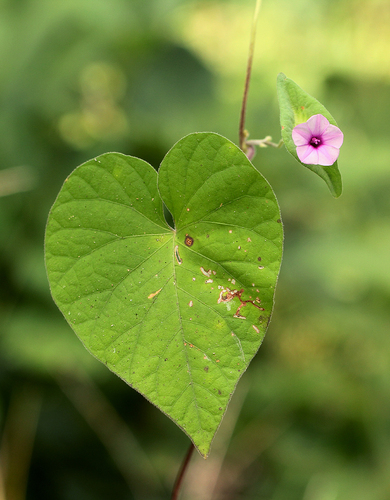 Ipomoea pileata (Grassland ipomoea) — photo