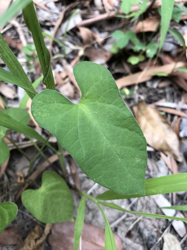 Ipomoea plebeia — photo