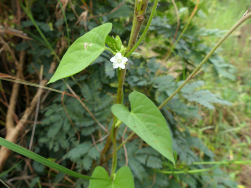 Ipomoea plebeia — photo