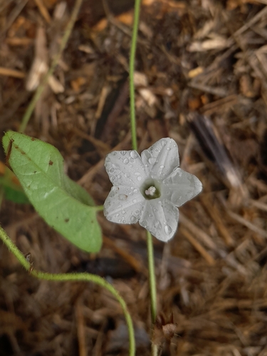Ipomoea plebeia