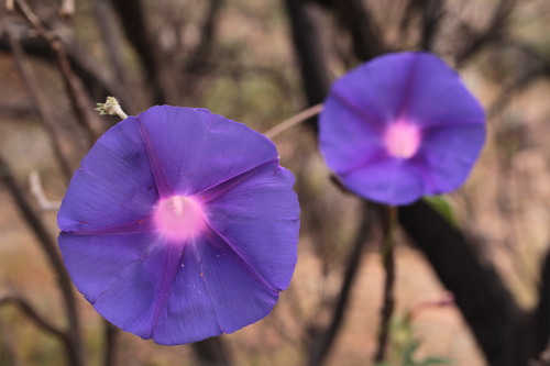 Ipomoea pubescens — photo