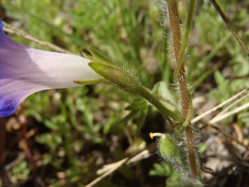 Ipomoea purpurea (Common morning glory) — photo