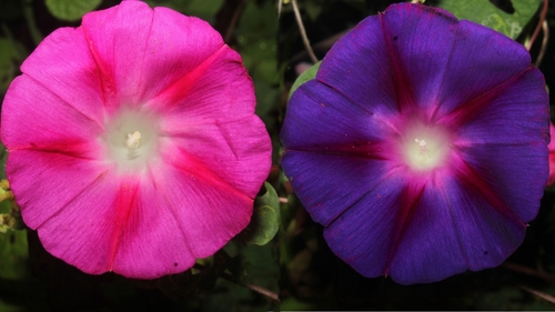 Ipomoea purpurea (Common morning glory) — photo