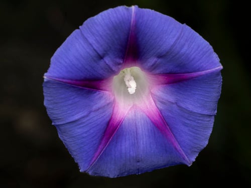 Ipomoea purpurea