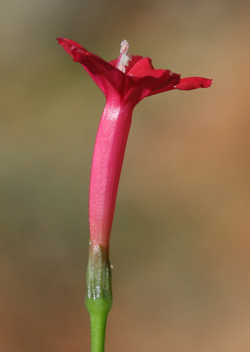 Ipomoea quamoclit (Cypress vine) — photo