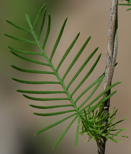 Ipomoea quamoclit (Cypress vine) — photo
