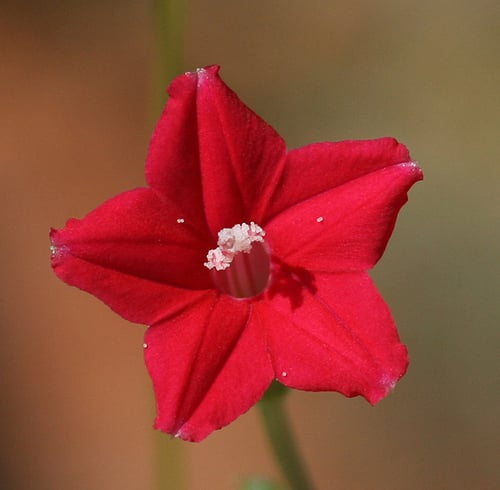 Ipomoea quamoclit