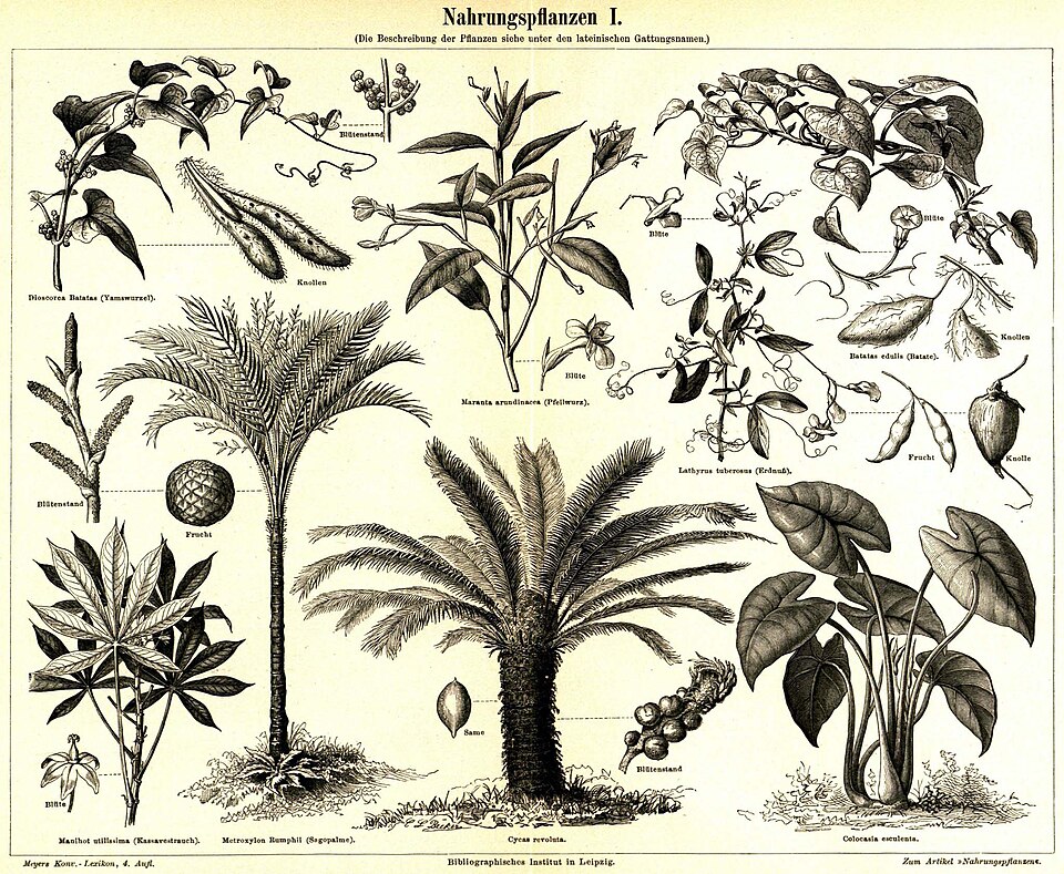 Ipomoea rumphii