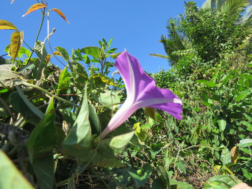 Ipomoea seducta — photo