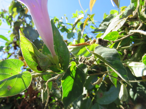 Ipomoea seducta — photo