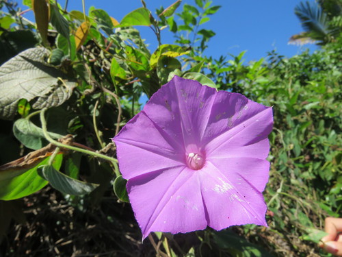 Ipomoea seducta
