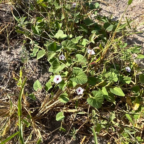 Ipomoea sinensis (Purple-throat Ipomoea) — photo