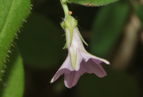 Ipomoea sinensis subsp. blepharosepala