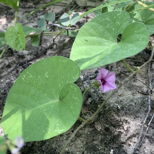 Ipomoea sinensis subsp. blepharosepala — photo