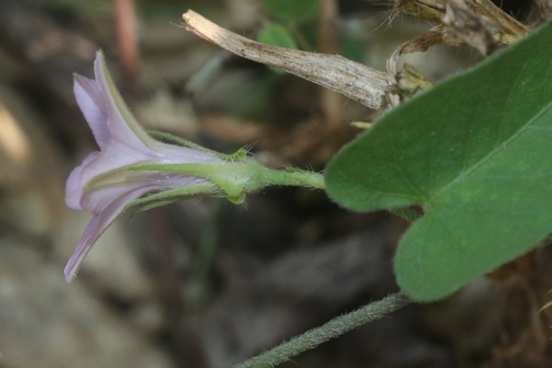 Ipomoea sinensis (Purple-throat Ipomoea) — photo