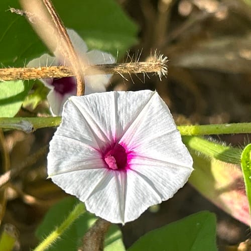 Ipomoea sinensis