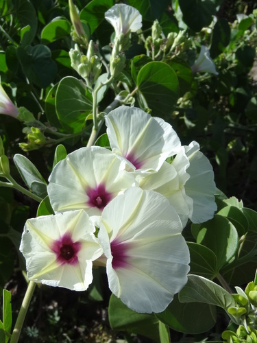 Ipomoea spathulata — photo