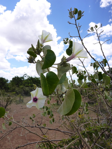 Ipomoea spathulata — photo