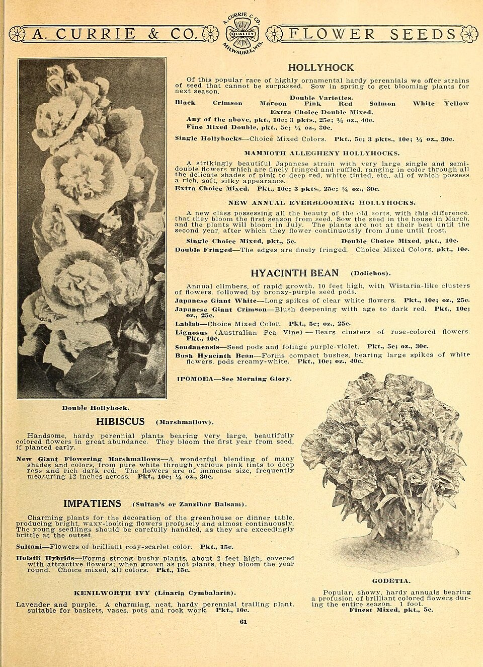 Ipomoea sultani