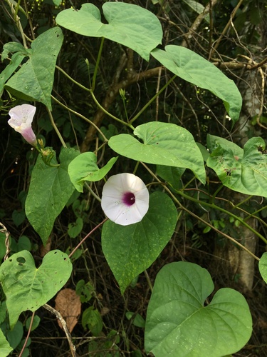 Ipomoea tiliacea (Wild potato) — photo