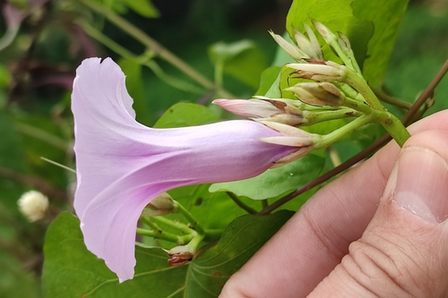 Ipomoea tiliacea (Wild potato) — photo