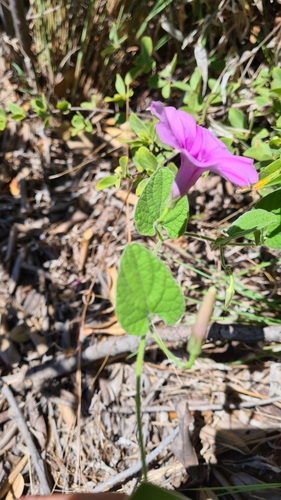 Ipomoea transvaalensis (Transvall orange seeded morning glory) — photo