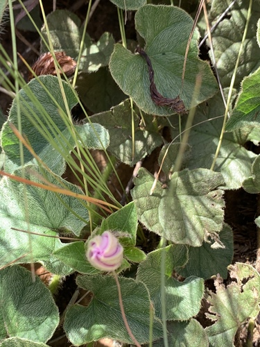 Ipomoea transvaalensis (Transvall orange seeded morning glory) — photo
