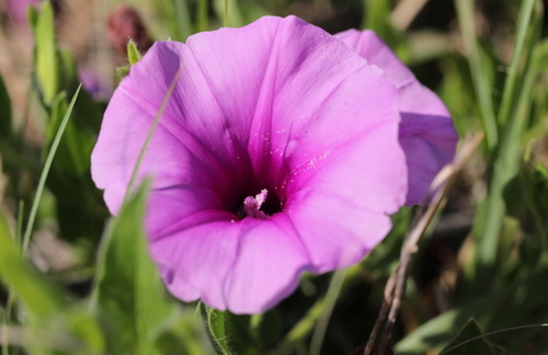 Ipomoea transvaalensis