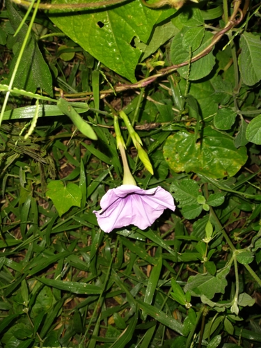 Ipomoea turbinata — photo