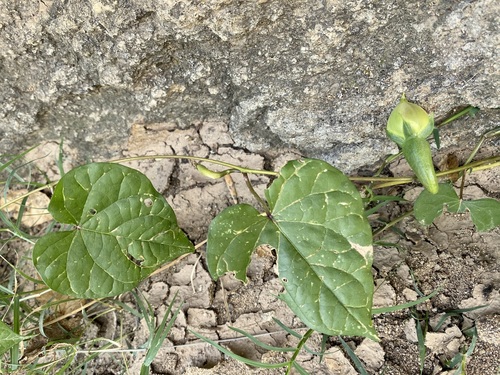 Ipomoea turbinata — photo