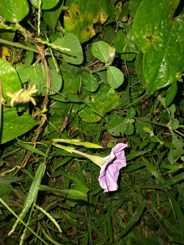 Ipomoea turbinata