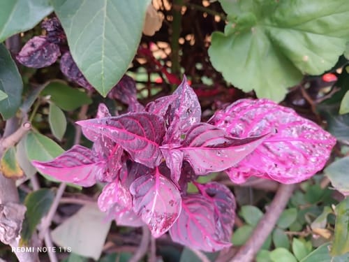 Iresine diffusa (Juba's bush) — photo