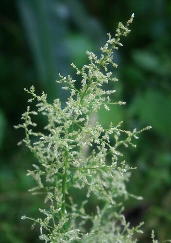 Iresine diffusa