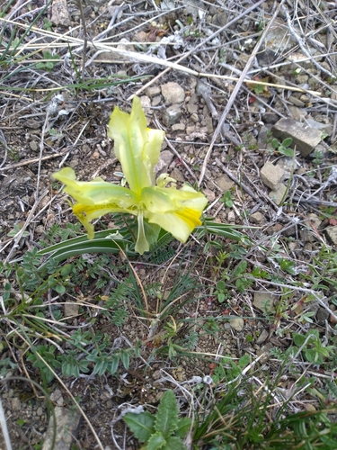 Iris caucasica
