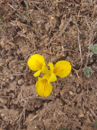Iris danfordiae