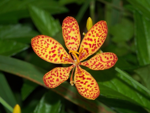 Iris domestica (Leopard lily) — photo