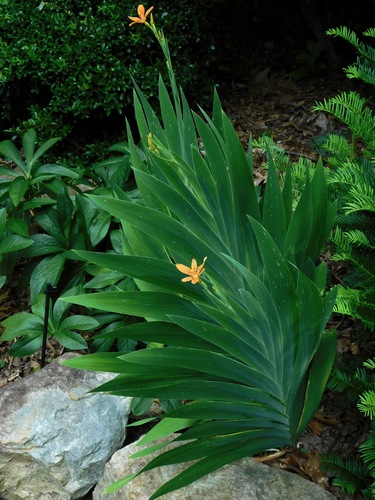 Iris domestica (Leopard lily) — photo